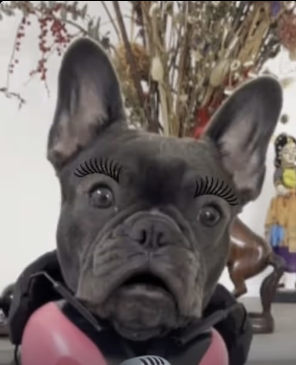 Boxer introduces Frenchie to singing !!!